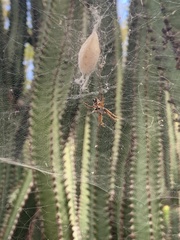 Cyrtophora citricola