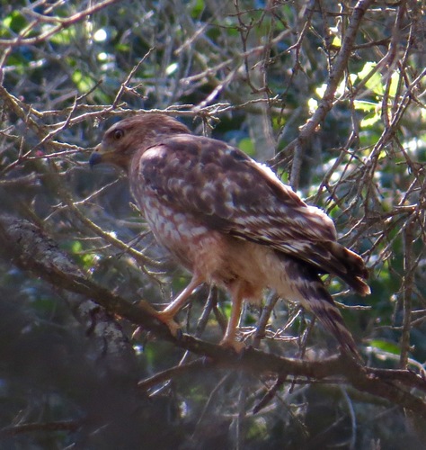 iNaturalist observation photo of Red-shouldered Hawk