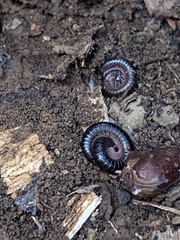 Ommatoiulus moreleti