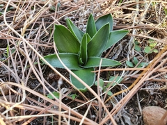 Hyacinthoides lingulata