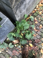 Alcea rosea