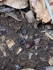 Ommatoiulus moreleti