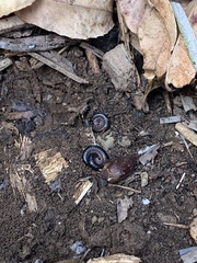 Ommatoiulus moreleti