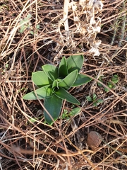 Hyacinthoides lingulata