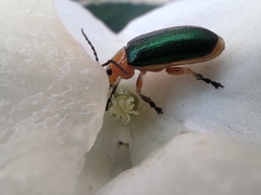 Cacoscelis marginata