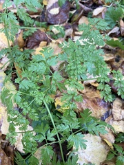 Anthriscus sylvestris