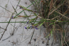 Moraea fugax