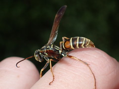 Polistes dorsalis dorsalis