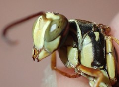 Polistes dorsalis dorsalis