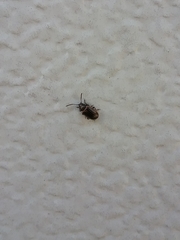 Microtheca ochroloma