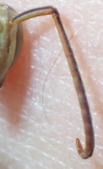 Polistes dorsalis dorsalis