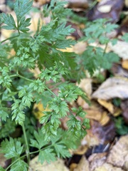 Anthriscus sylvestris