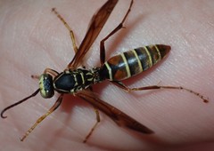 Polistes dorsalis dorsalis