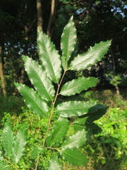 Quercus chenii