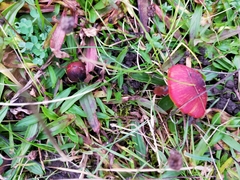 Hygrocybe