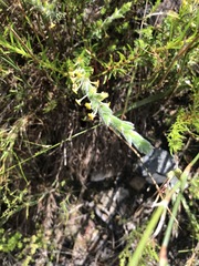 Struthiola tomentosa