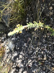 Struthiola tomentosa
