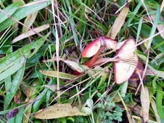 Hygrocybe