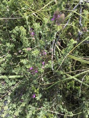 Indigofera alopecuroides