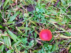 Hygrocybe