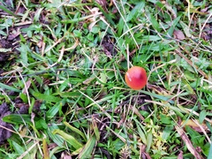 Hygrocybe