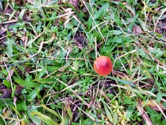 Hygrocybe
