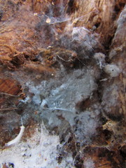 Byssocorticium pulchrum