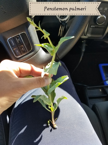 Palmer's penstemon