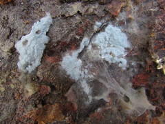 Byssocorticium pulchrum