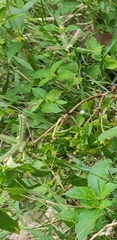 Dactyloctenium aegyptium