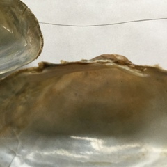 Alasmidonta marginata