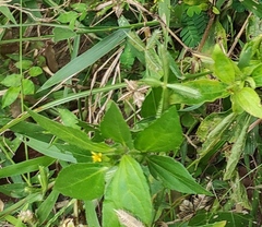 Synedrella