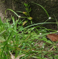 Cyperus mindorensis