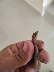 Phyllodactylus lanei