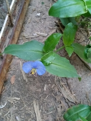 Commelina erecta