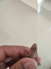 Phyllodactylus lanei