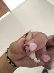 Phyllodactylus lanei