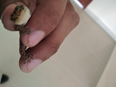 Phyllodactylus lanei