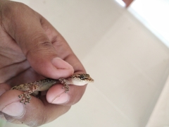 Phyllodactylus lanei