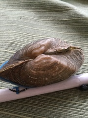 Alasmidonta marginata