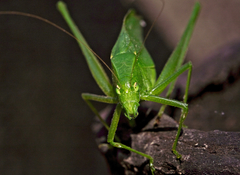 Tettigoniidae