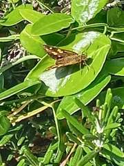 Metisella metis
