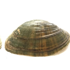 Alasmidonta marginata