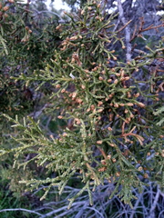 Juniperus osteosperma