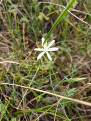 Trachyandra filiformis