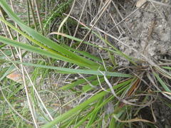 Chlorophytum rigidum