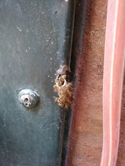 Tetragonisca fiebrigi