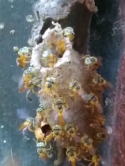 Tetragonisca fiebrigi