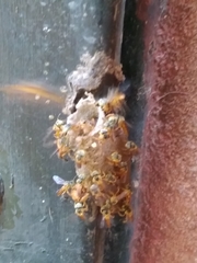 Tetragonisca fiebrigi