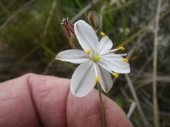 Chlorophytum rigidum